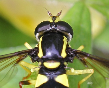 Xanthogramma pedissequum, female, Alan Prowse